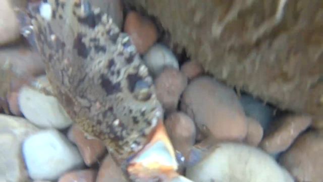 Гурзуф Крым, краб. подводное погружение в черное море смотреть онлайн