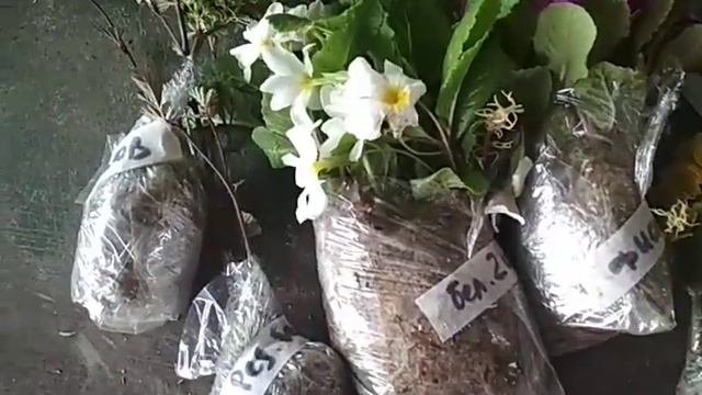 упаковка растений для пересылки смотреть онлайн