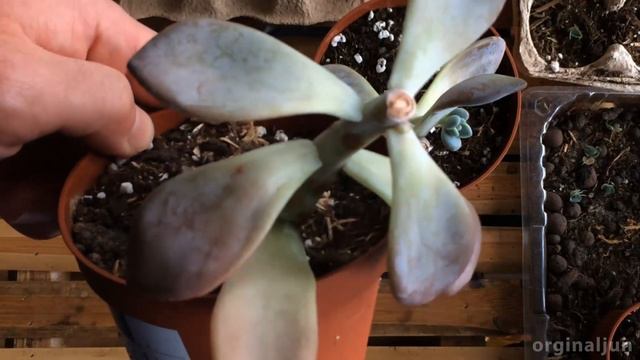 Graptoveria Opalina Stem Propagation Update 1 month смотреть онлайн