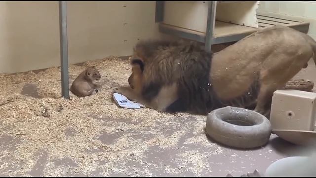 Грозный ЛЕВ подошёл к львёнку Его реакция поражает! смотреть онлайн