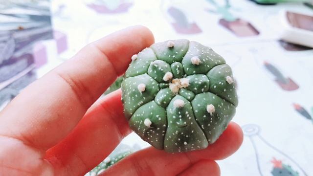 Astrophytum Kikko - Turtle Shell смотреть онлайн