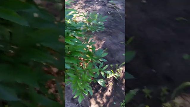 Белый Король смотреть онлайн