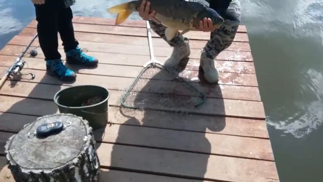 Первый трофейный карп ,и был отпущен в свою среду обитания. смотреть онлайн