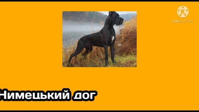 Топ 5 пород собак для квартири смотреть онлайн