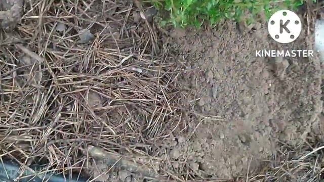 Чебреці, деревій, гвоздика||Осіння пересадка||Поділ||Різновиди чебрецю||Укріплення схилу рослинами