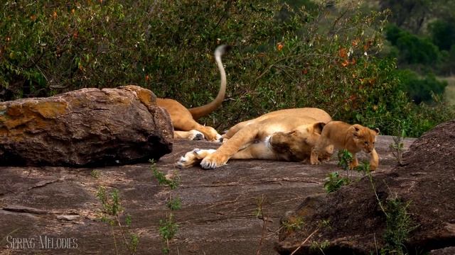 Cute Animals 4K UltraHD - Animal Families - Relaxation Film by Peaceful Relaxing Music смотреть онлайн