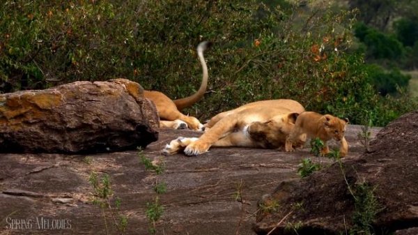 Cute Animals 4K UltraHD - Animal Families - Relaxation Film by Peaceful Relaxing Music