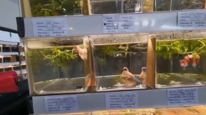 Выставка аквариумистики  в Германии, город  Дортмунд. 30.09.2023 // Aquaristik Messe 2023  Dortmund