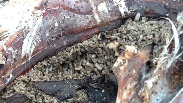 Опарыш часть - 3. В теплице. смотреть онлайн