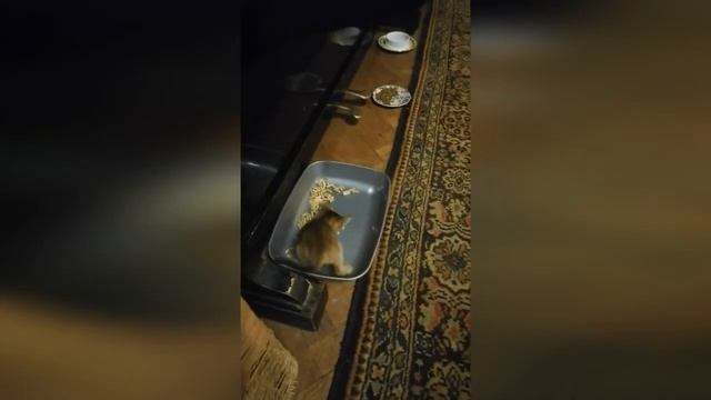 Приучаем абиссинского котенка к лотку. Пока только играет:))) смотреть онлайн