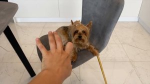 КОРОЧЕ ГОВОРЯ, ЗЛОЙ ПЁС стал ДОБРЫМ !