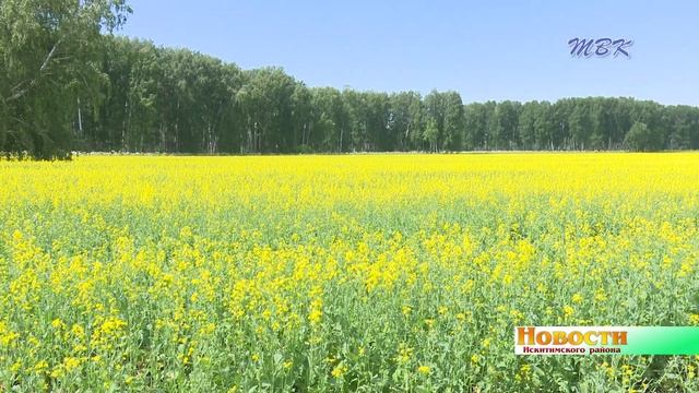 Капустная муха облюбовала рапс в Искитимском районе смотреть онлайн