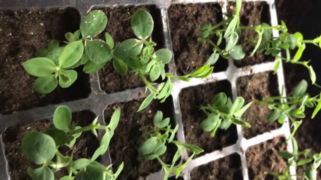 Garden Diary: How To Pinch Off Seedlings смотреть онлайн