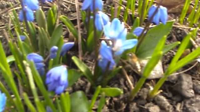 Послушайте мелодию весны. Звуки #природы.