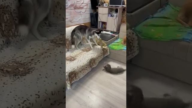 Пушистый провокатор смотреть онлайн