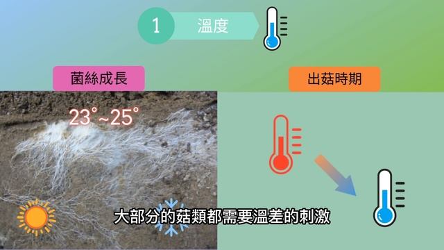 種植香菇方法（共生菌，腐生菌，寄生菌）（包括香菇，金針菇，靈芝，冬蟲夏草生長狀態） смотреть онлайн