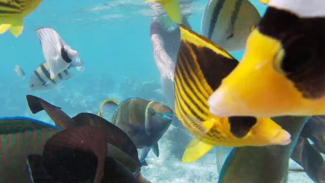 РЫБОТЕРАПИЯ))что любят кушать рыбки в Красном море??)) Sharm El Sheikh, Egypt смотреть онлайн