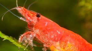 СОВМЕСТИМОСТЬ КРЕВЕТОК И АКВАРИУМНЫХ РЫБОК