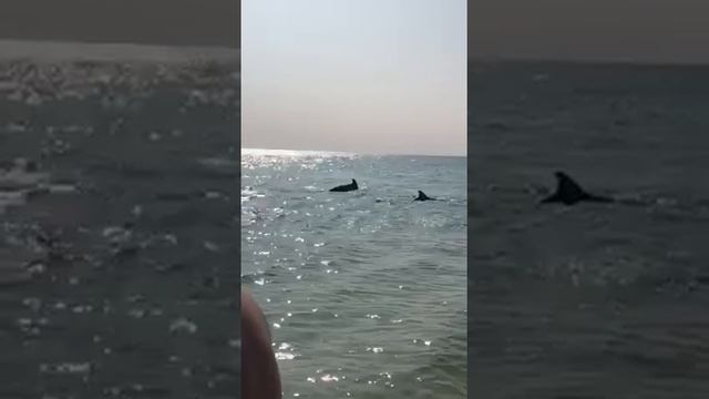 Дельфины. Крым. Осень 2020 смотреть онлайн