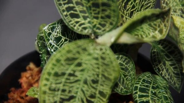 Lightning Bolt Jewel Orchid leaves - Macodes petola