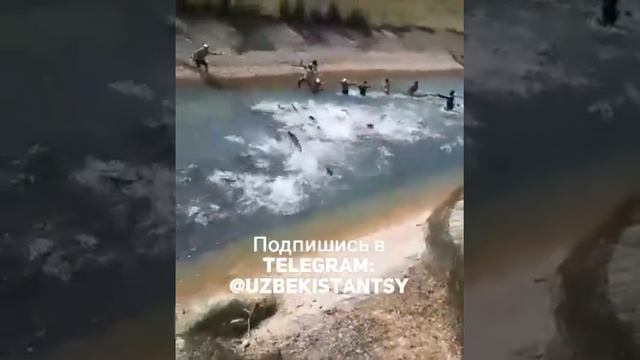Как в Узбекистане ловят рыбу, вы офигеете! смотреть онлайн