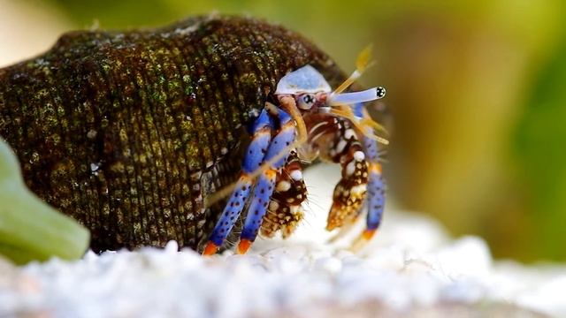 Dwarf Blue Leg Hermit Crab смотреть онлайн