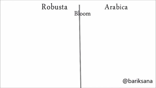 Gayo Coffee Farm: The Different Robusta & Arabica смотреть онлайн
