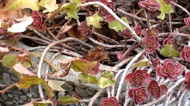 Sedum Spurium Voodoo