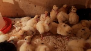 ‼Инкубация голошейки‼Цыплята‼