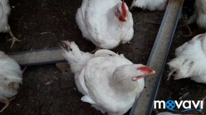 Кормление бройлерных цыплят. Чем кормить трехмесячных бройлеров. Утро в хозяйстве