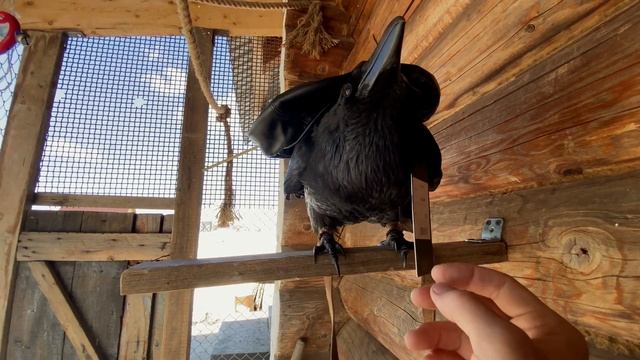 Возбужденный ворон / Доделал стену в вольере и новые посылки смотреть онлайн