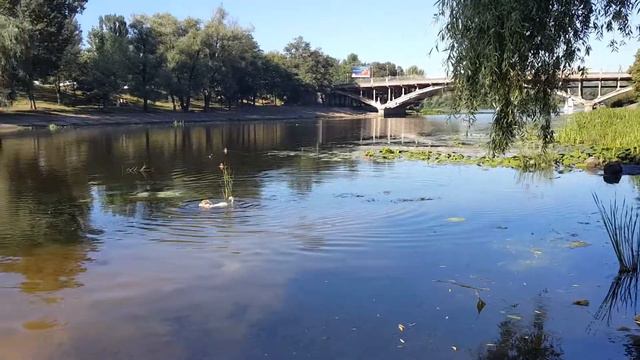 Охота пса на утку. Джек Рассел терьер по кличке Макс. смотреть онлайн