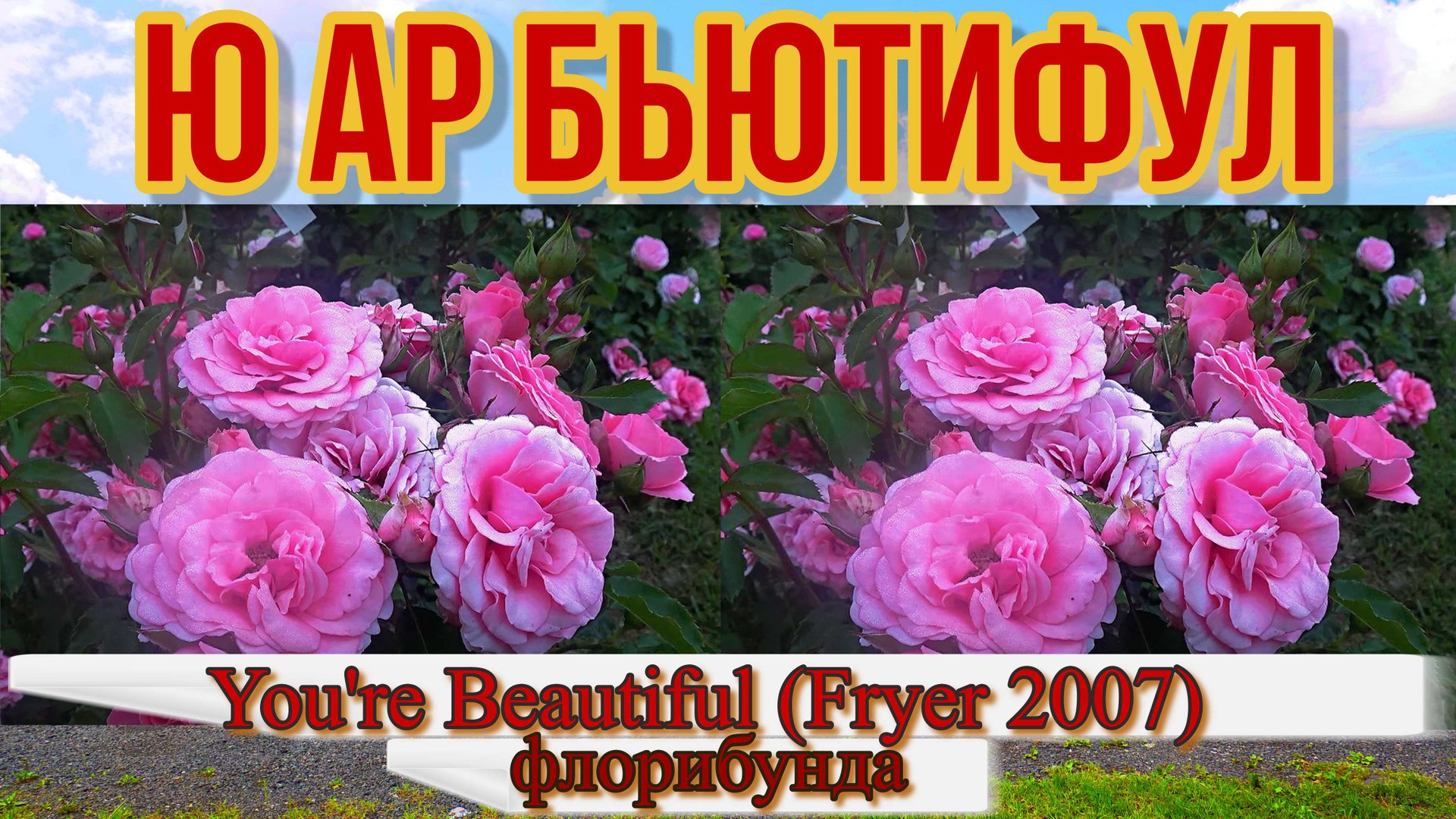 Роза Ю ар бьютифул (Флорибунда) - You're Beautiful (Fryer  2007)