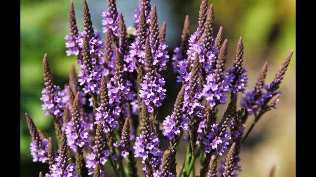 Blue Vervain (Verbena hastata) - Calming, Pain Reliever, Digestion Aid, Clearing Airways смотреть онлайн