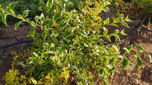 Почему в ушах образуется сера