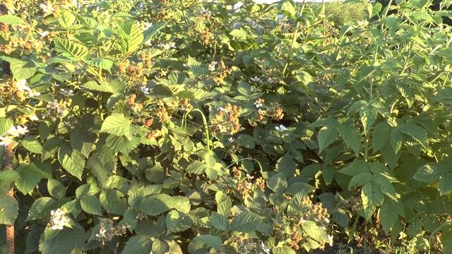 Бесшипная ежевика Блэк Сатин смотреть онлайн