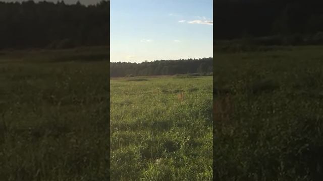 Эпаньоль бретон Патрик и дупель смотреть онлайн