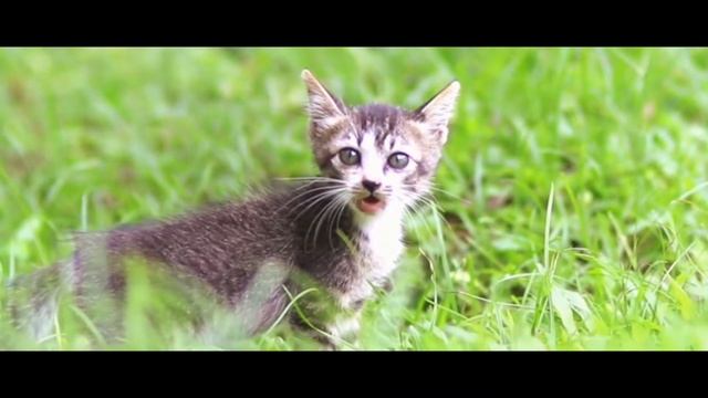 Sample video lensa youngnuo 85mm f1,8 dengan canon eos 77d смотреть онлайн