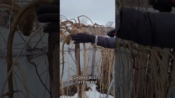 Обрезка плакучих форм привитых на штамб (на примере шелковицы) | Умный садовник