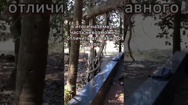 Священное дерево Баньян — это символ Индии #shorts #каналопутешествиях #goa #india #arambol смотреть онлайн