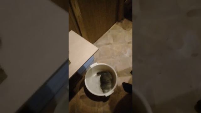 Кто-то к нам присоединился! новый питомец! смотреть онлайн