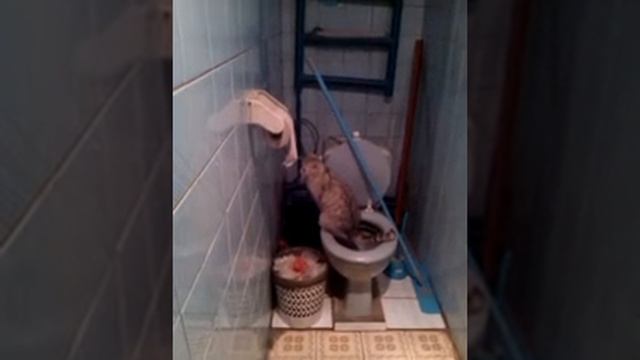 Моя кошка ходит на унитаз!!! смотреть онлайн