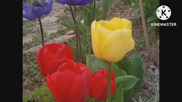 Год на рутюбе. Немного парка и Дж. Биркин. смотреть онлайн