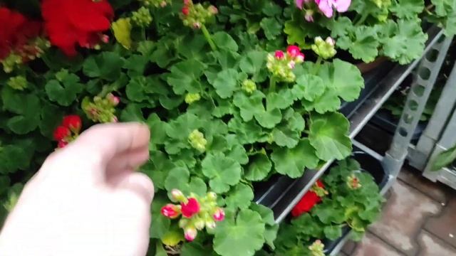 ГЕРАНЬ ампельна і зональна ЯК ВИБРАТИ #герань #балкон #flowers смотреть онлайн