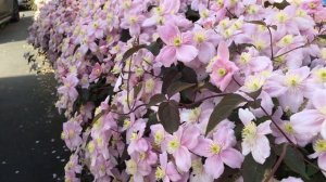 My Clematis Montana ‘Mayleen’ 14/5/23