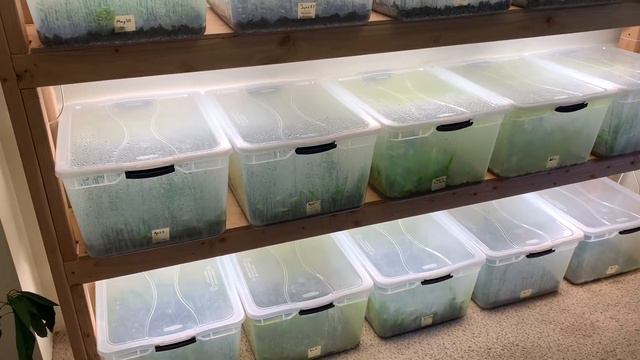 Aquarium Plant Farm and Fish Room Tour | Full Tour and Update #3!!! смотреть онлайн