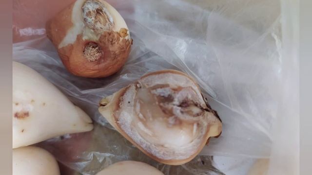 Луковицы ТЮЛЬПАНОВ после ВЫГОНКИ. Стоит ли покупать? Выгодное вложение или геморрой? смотреть онлайн