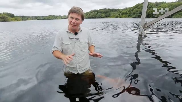 Пресноводные дельфины и традиционное блюдо из бананов. Бразилия. Мир наизнанку 10 сезон 34 выпуск смотреть онлайн