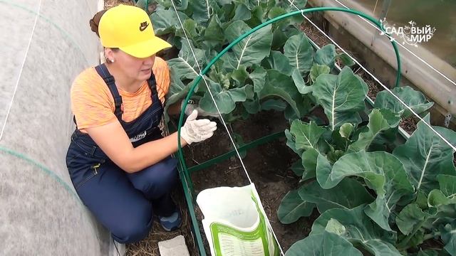 Капуста в июне: подкормка для быстрого роста после высадки в открытый грунт. смотреть онлайн