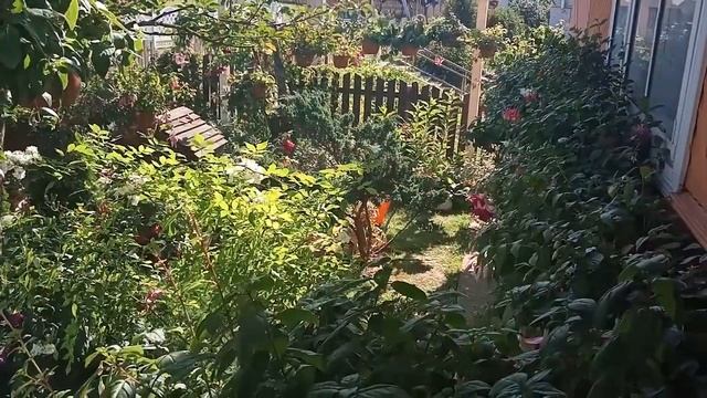 Фуксии разных сортов с названиями (часть 1)